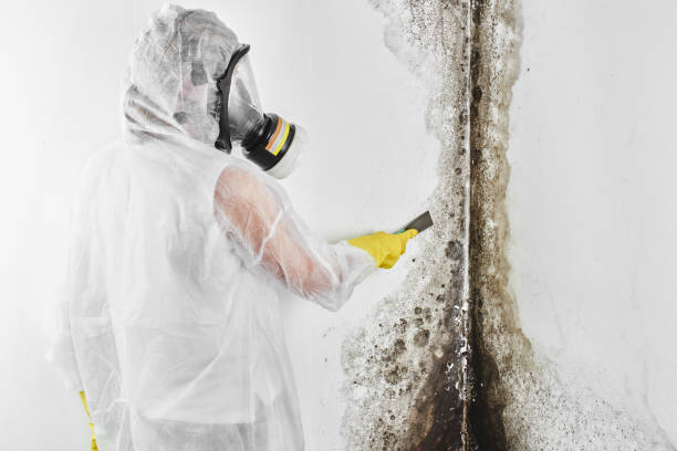 Mold Testing and Removal in Audubon, PA