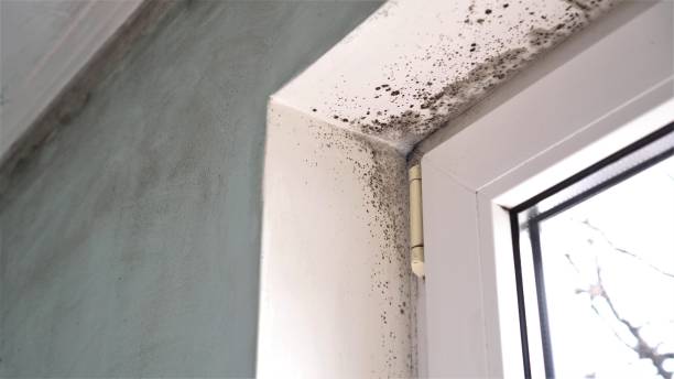 Best Toxic Mold Removal  in Audubon, PA