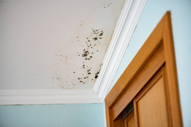 Best Black Mold Removal  in Audubon, PA