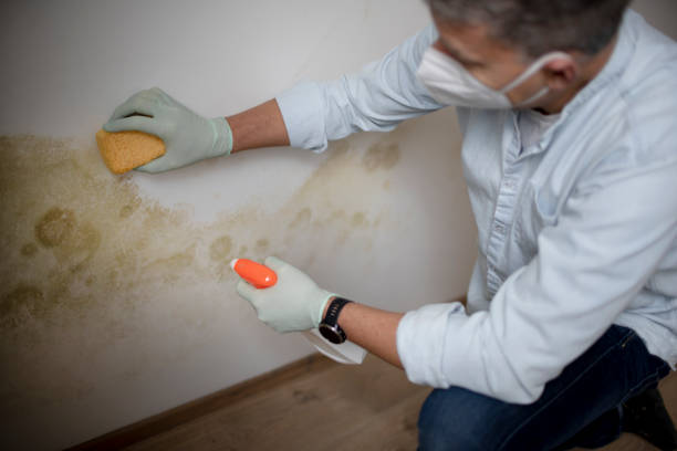 Best Residential Mold Removal  in Audubon, PA