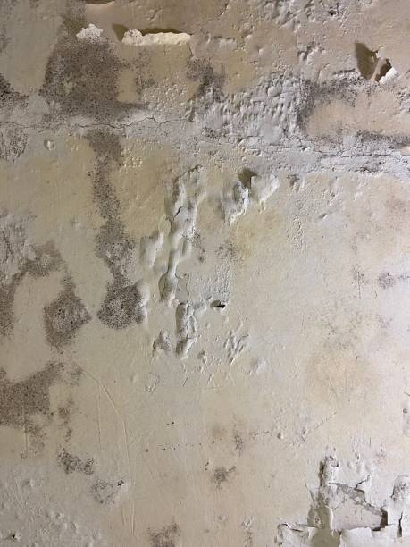 Trusted Audubon, PA Mold Removal Experts