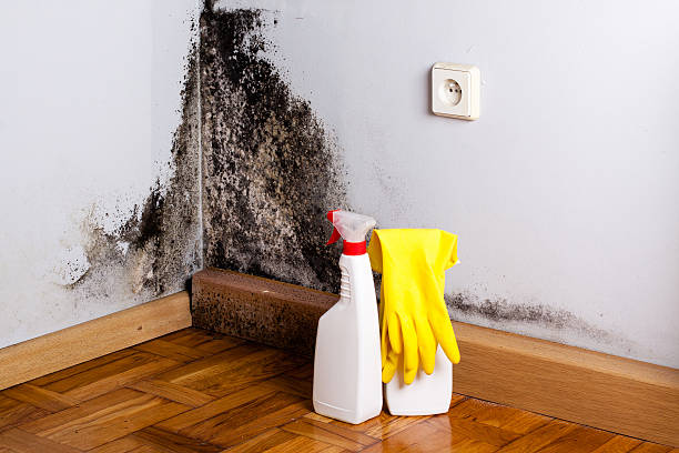 Best Mold Removal Near Me  in Audubon, PA