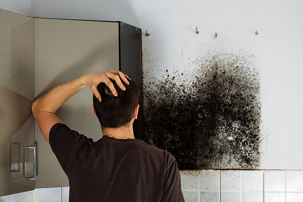 Best Mold Remediation  in Audubon, PA