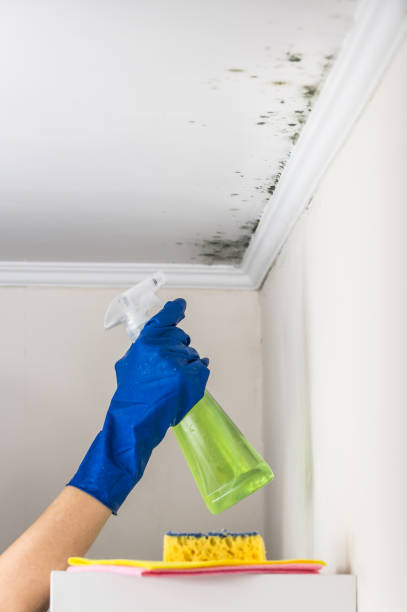 Mold Removal and Inspection in Audubon, PA