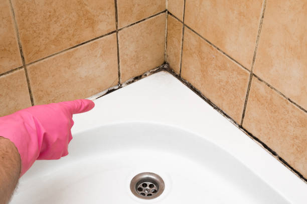 Best Emergency Mold Removal  in Audubon, PA